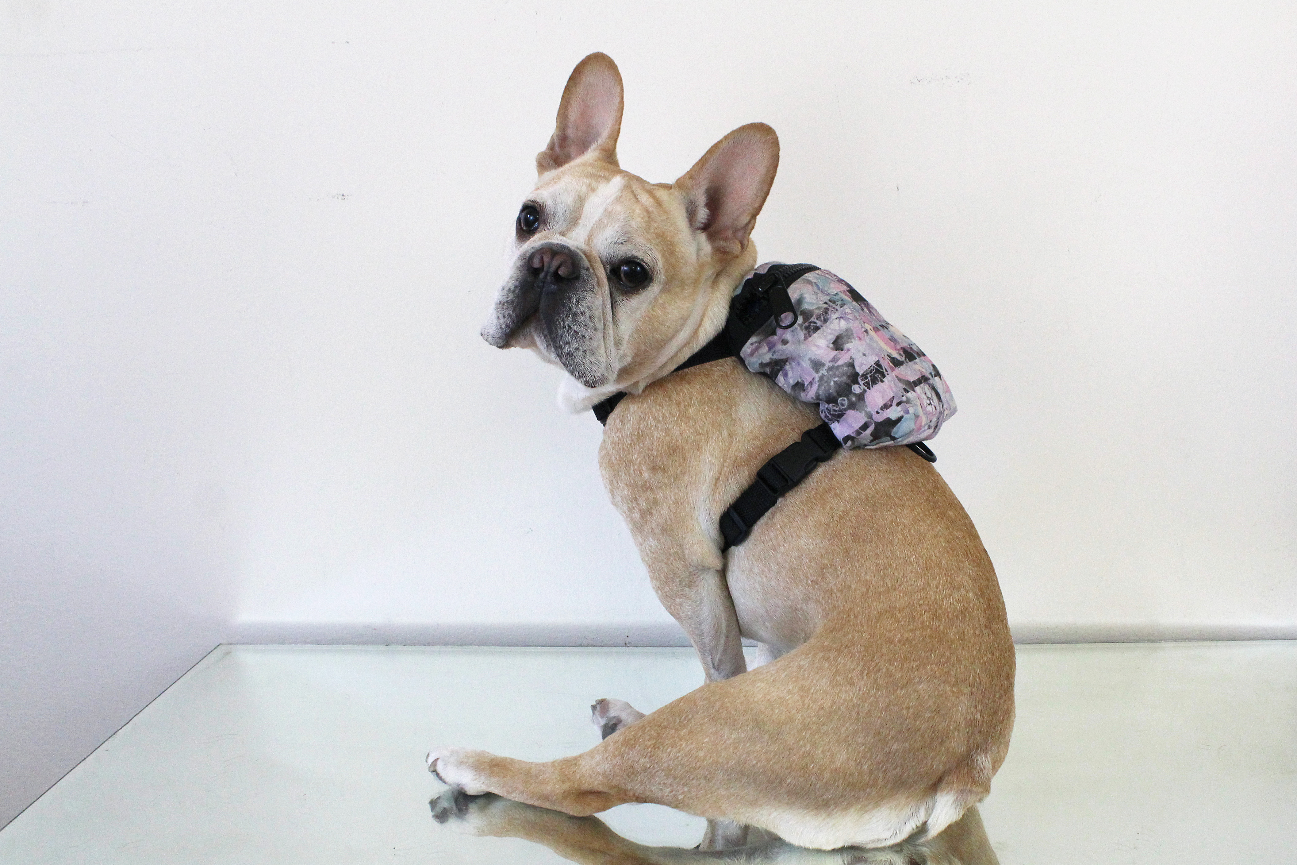 Dog Backpack Harness - Pups Who Pack dog fashion