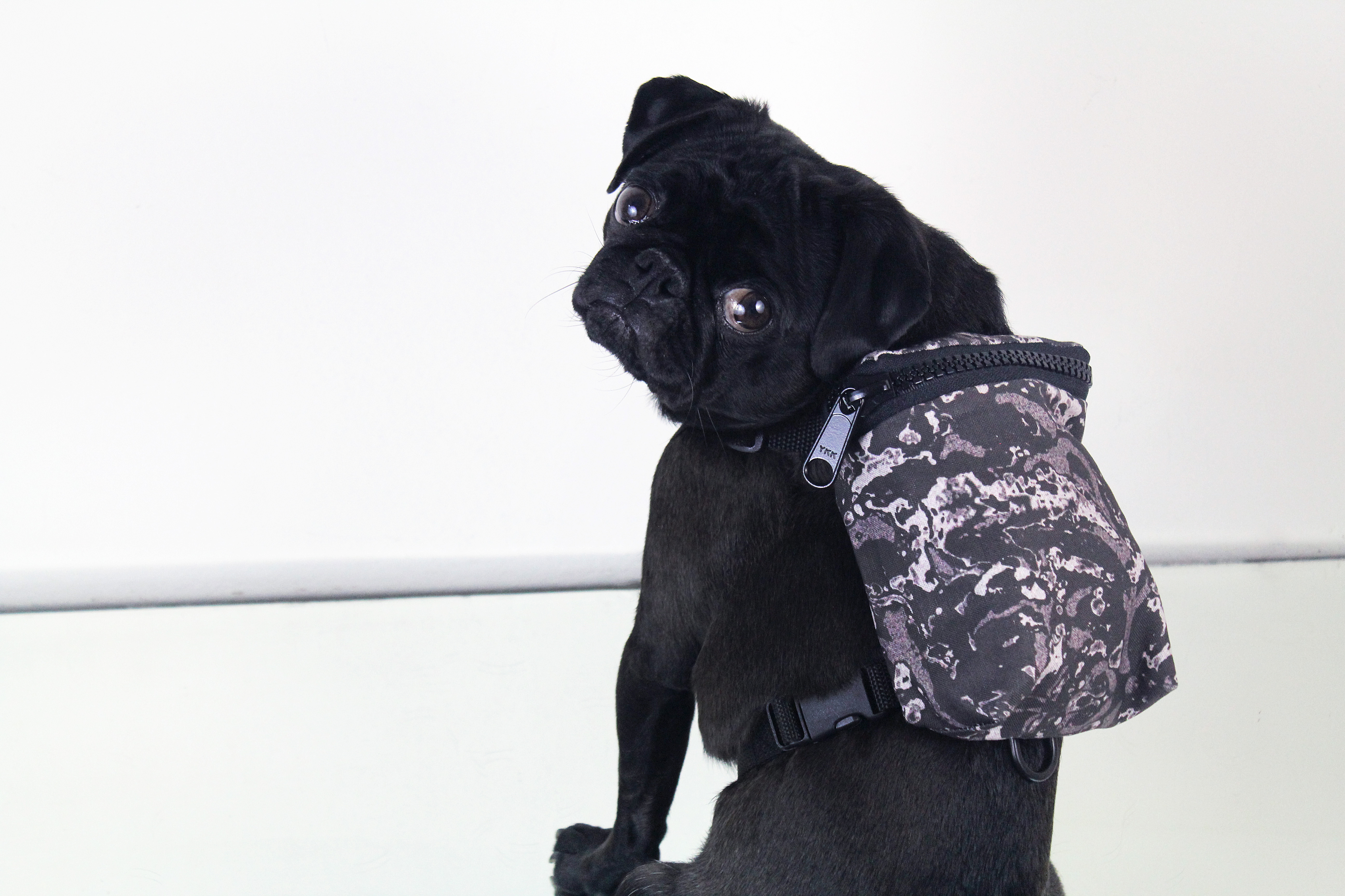 Today in Micro Fashion: Dog Backpacks